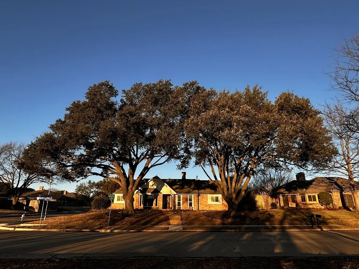 Established residential canopy tree shading a home in Jump River